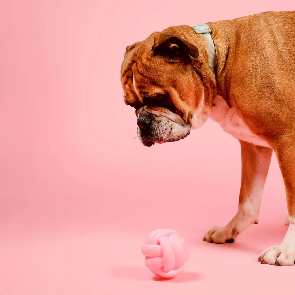 Barc London - Squeaky Dog Toy | Knotball