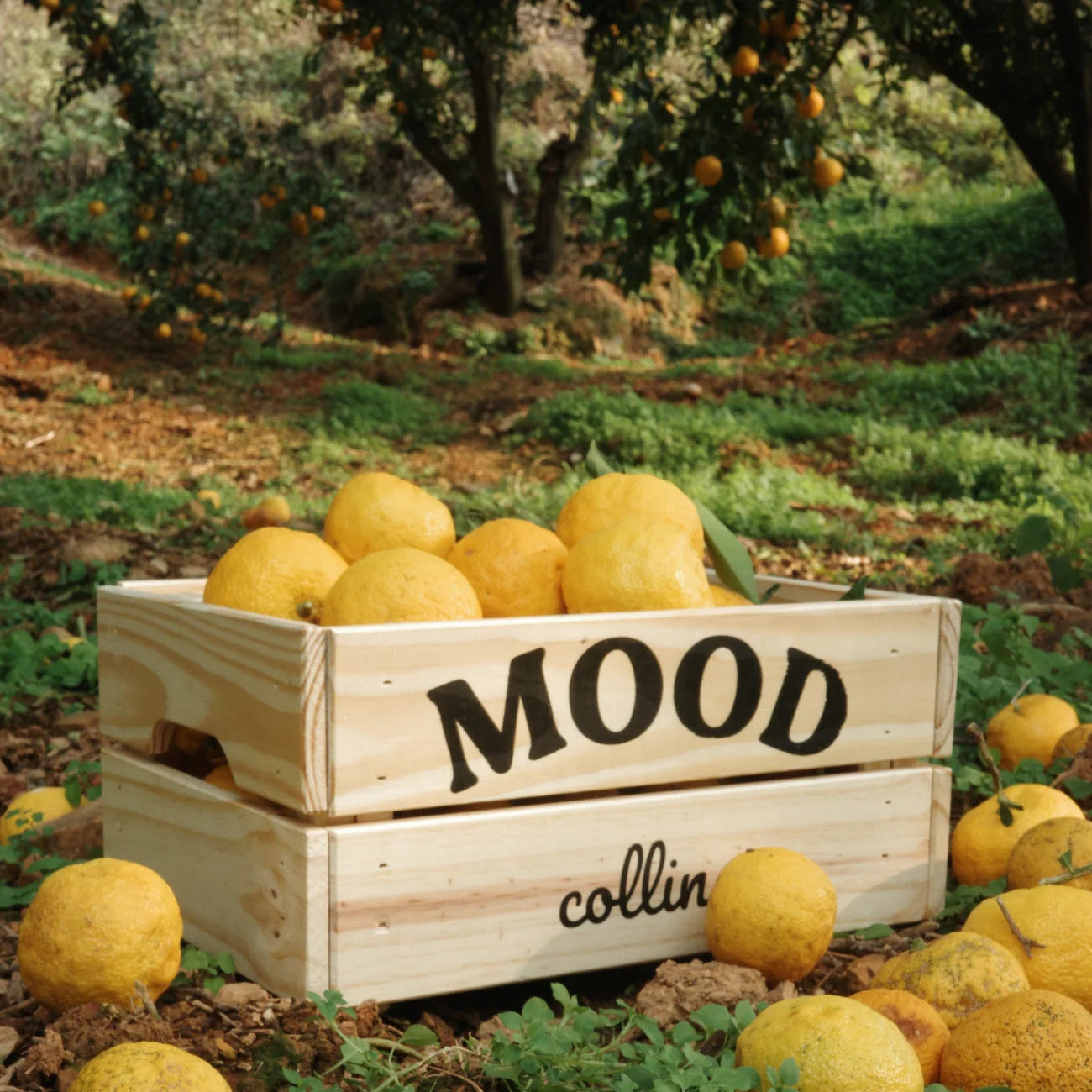 Collins - Life mood Water | Namhae Yuja